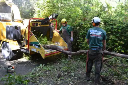 tree services Sarasota Springs